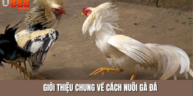 Giới thiệu sơ lược cách nuôi gà đá