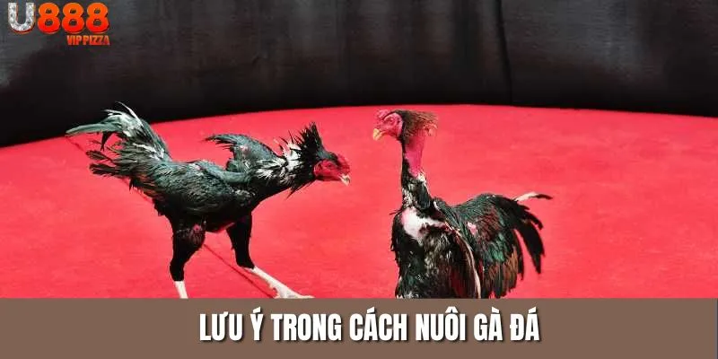 Lưu ý trong cách nuôi gà đá