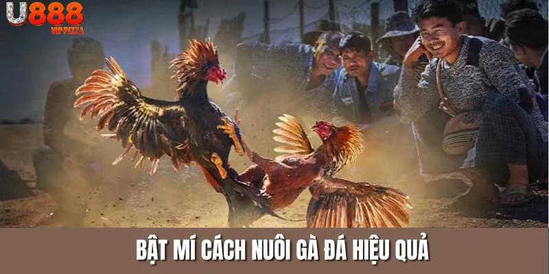 Tổng hợp các chế độ nuôi gà đá hiệu quả