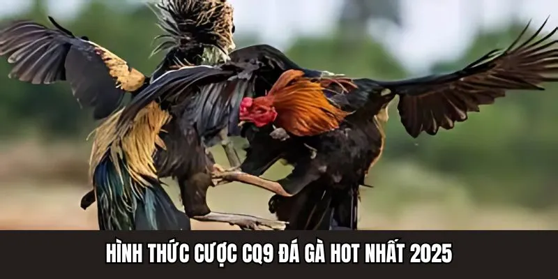Hình thức cược CQ9 đá gà hot nhất 2025
